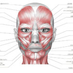 anatomie8-4
