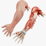 complete-human-arm-anatomy-3d-model-e24903ca40