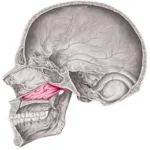 cranial-cavity-vomer-bone-cranium-260nw-1020337855.jpg
