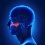 depositphotos_125322598-stock-photo-human-skull-vomer-bone