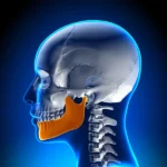 depositphotos_58733921-stock-illustration-female-mandible-jaw-anatomy