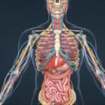 depositphotos_759365500-stock-video-thorax-bones-include-sternum-ribs
