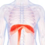 diaphragm-blog.png