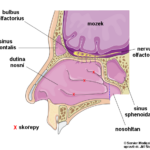 dutina_nosni_anatomie