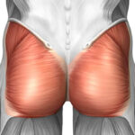 gluteus-maximus-1