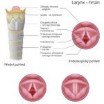 hrtan-larynx