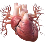 human-heart-3d-model-ta-1024×768