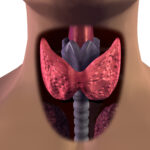 Thyroid Gland
