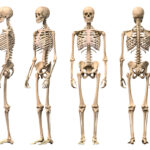 Male Human skeleton, four views, front, back,side and perspective.