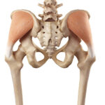 medical accurate illustration of the gluteus medius