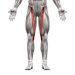 Sartorius Muscle – Anatomy Muscles isolated on white – 3D illustration
