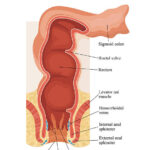 Anatomy of anal canal. Human anatomy