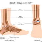 kotnik-<a href="https://human.sofon.cz/tag/kloub/" class="st_tag internal_tag " rel="tag" title="Vysvětlit pojem: Kloub">kloub</a>-prave-nohy