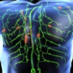lymphatic-system-650×405