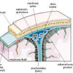 meningy_schema