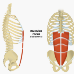 musculus_rectus_abdominis