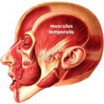musculus_temporalis