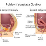 muzske-a-zenske-pohlavni-organy