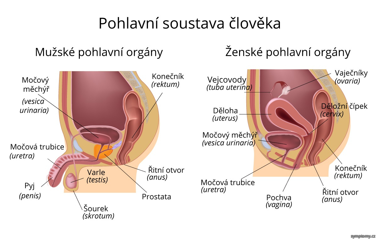 Pohlavní orgány