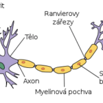 neuron