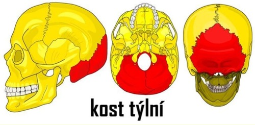 Týlní kost