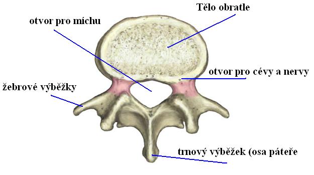 Obratel