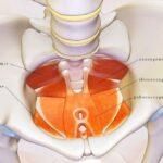 pelvic-floor