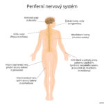 periferni-nervovy-system-jpg
