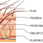 pokozka-hlavy