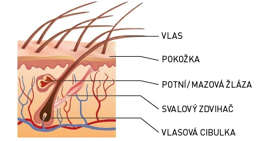 Vlasy