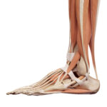 Medical,Accurate,Illustration,Of,The,Foot,Muscles