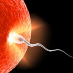 spermie-vajicko-oplodneni-istock_000007007259small