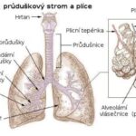 theses-prudusky