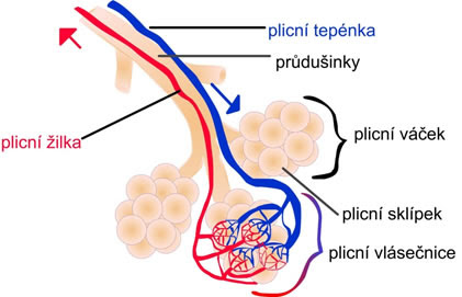 Průdušinky