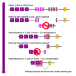 400px-VDJ_recombination
