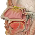 640px-Head_olfactory_nerve