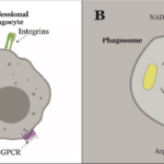 A-During-infection-pathogen-associated-molecular-patterns-PAMPs-are-recognized-by.ppm
