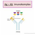 img=040708_68zzzz382750_255px-Antibody.svg_68.jpg&image_id=