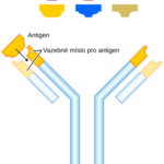 Antibody.svg