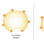Antibody_antigen_epitope_hapten_immunogen