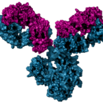Anticuerpo_Monoclonal