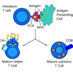 Antigen_presentation_alt.svg