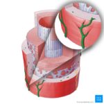 BPZ8L2Fi8zSItaycyHtkuQ_RtPh1WHFOrmFBIHSiyzog_Vasa_vasorum_of_the_artery_magnified.png