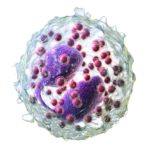 Blausen_0352_Eosinophil_(crop) ve velké velikosti