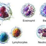 Blausen_0909_WhiteBloodCells