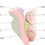 Brainstem_EN