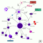 Cytokinová_signalizace