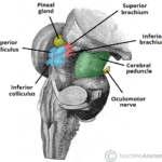 External-Anatomy-of-the-Midbrain.