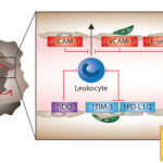 Figure 1_new
