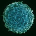 Human_B_Lymphocyte_(29196367446)